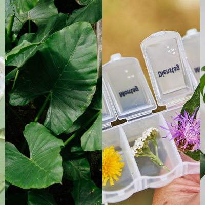 Conseil phytothérapie septembre : boost vitalité