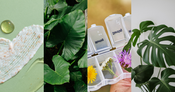 Conseil phytothérapie décembre : vous êtes fatigué ? Retrouvez votre énergie